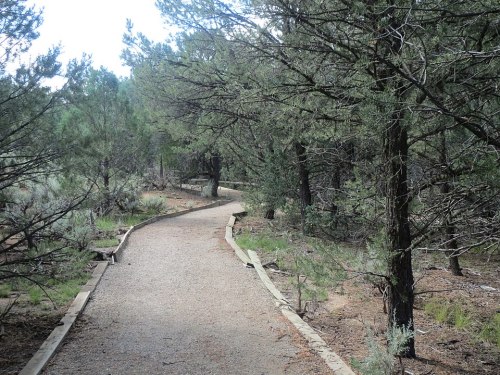 A winding gravel path through a dense forest of pine trees and shrubs.