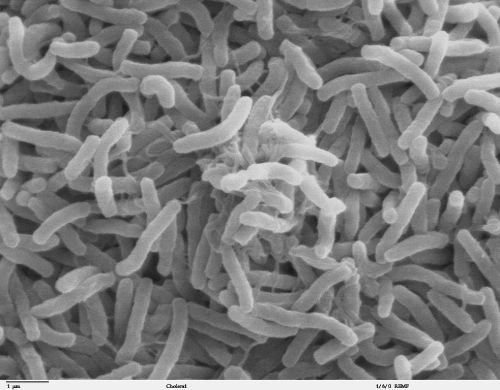 Scanning electron microscope image of densely packed bacteria, showcasing their elongated shapes and fine details.