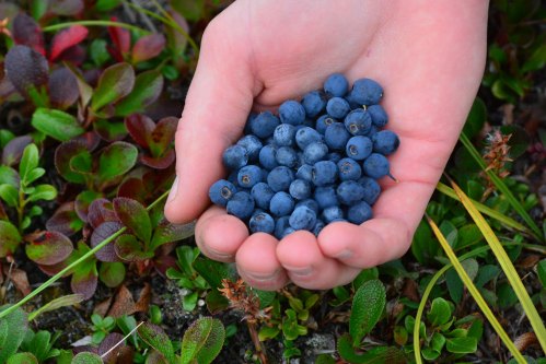 A hand holding a handful of fresh blueberries, surrounded by green and red foliage.