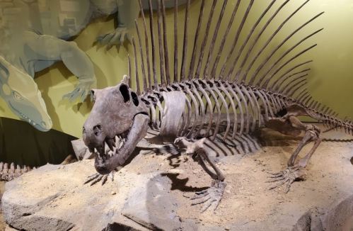 A fossilized skeleton of a prehistoric creature displayed in a museum, set against a green background.