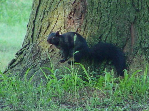 A black squirrel perched on the trunk of a tree, surrounded by green grass and foliage.