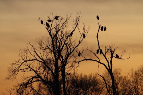 Silhouetted birds perched on bare trees against a colorful sunset sky.