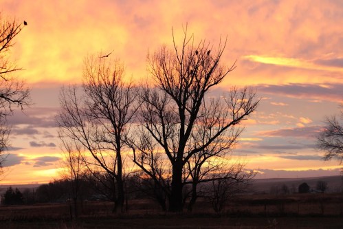 Silhouetted trees against a vibrant sunset with orange and purple hues in the sky.
