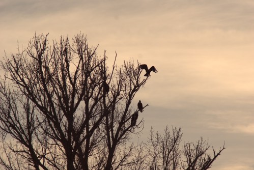Silhouetted birds perched on a bare tree against a soft, cloudy sunset sky.