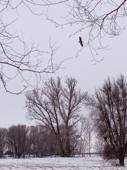 A bird perched on a bare branch against a gray sky, surrounded by leafless trees and a snowy landscape.