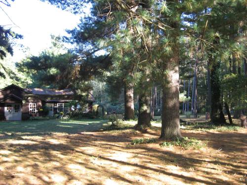 A cozy cabin surrounded by tall trees and a sunlit forest, with a grassy area in the foreground.