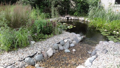 A serene garden pond surrounded by lush greenery and rocks, with lily pads floating on the water's surface.