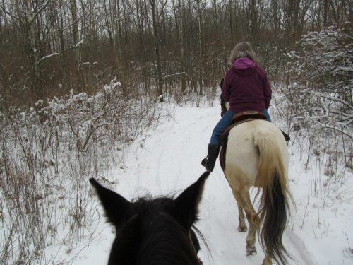 A person riding a horse on a snowy trail, viewed from another horse's perspective, surrounded by trees.
