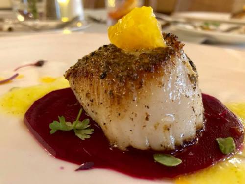 A beautifully plated scallop on a bed of beet puree, garnished with a citrus segment and fresh herbs.