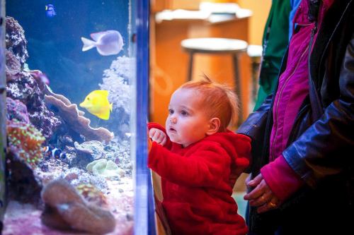 A curious toddler in a red hoodie gazes at colorful fish in an aquarium, with adults standing nearby.