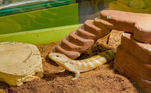 A light-colored lizard exploring a terrarium with a rock formation and a small platform.
