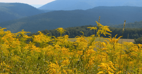 A field of vibrant yellow flowers in the foreground, with rolling green mountains in the background under a clear sky.