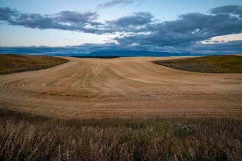 A serene landscape of rolling golden fields under a cloudy sky, with distant mountains on the horizon.