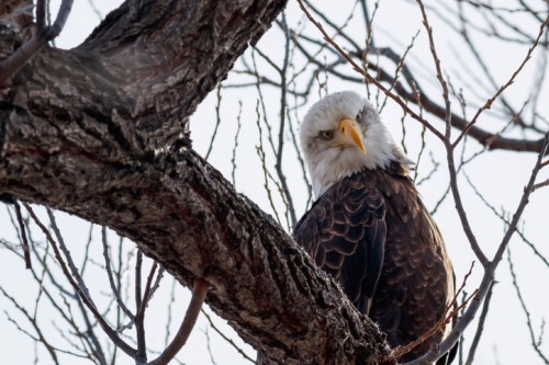 A bald eagle perched on a tree branch, looking directly at the camera with a clear blue sky in the background.