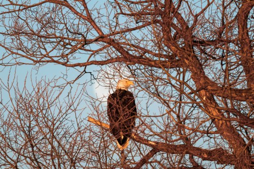 A bald eagle perched on a branch among bare tree branches, with a soft moon visible in the background.