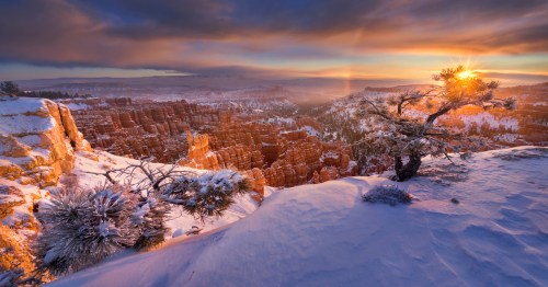 Sunset over a snowy canyon landscape, with a lone tree silhouetted against the vibrant sky and rugged terrain.