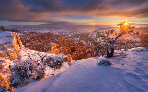 A snowy landscape at sunrise over a canyon, with a tree in the foreground and colorful clouds in the sky.