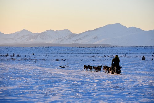 A dog sled team travels across a snowy landscape with mountains in the background during sunset.