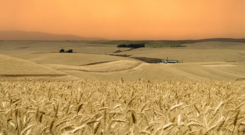 Golden wheat fields stretch across rolling hills under an orange sky at sunset, creating a serene rural landscape.