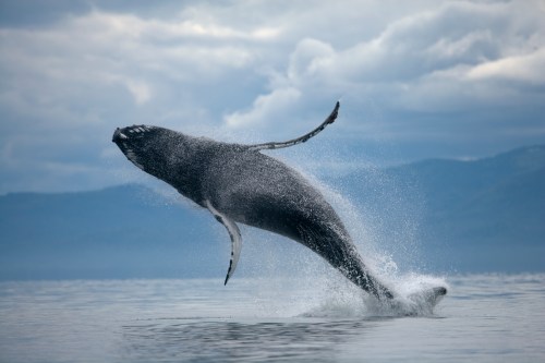 A humpback whale breaches the surface of the water, creating a splash against a cloudy sky backdrop.