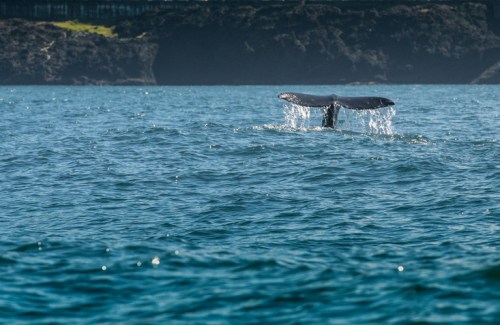 A whale's tail emerges from the water, creating splashes against a backdrop of rocky cliffs.