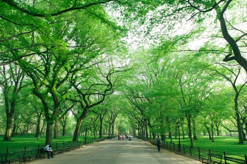 A serene park pathway lined with lush green trees, with people walking and benches along the sides.
