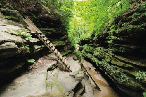 A narrow canyon with steep rock walls, featuring a wooden ladder leading up through lush greenery.