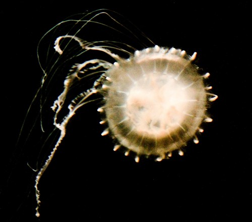 A translucent jellyfish with long tentacles floats against a dark background.
