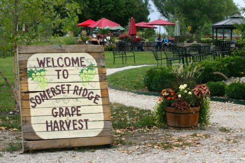 A wooden sign reads "Welcome to Somerset Ridge Grape Harvest" in a garden with tables, chairs, and umbrellas.
