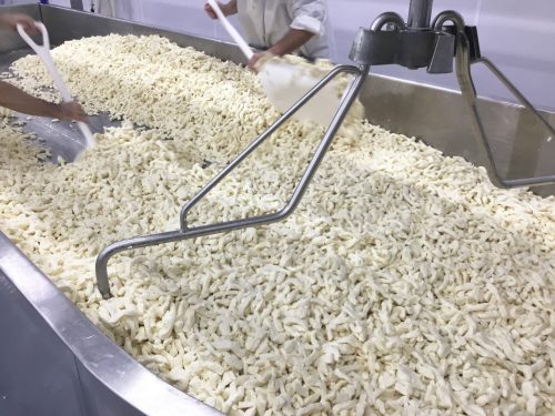Workers mixing large quantities of cheese curds in a stainless steel vat.