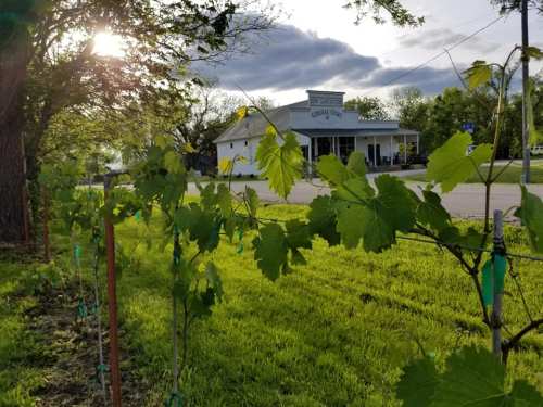 Vineyard with green grape leaves in the foreground and a quaint building in the background under a cloudy sky.