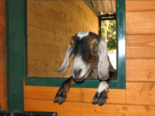 A goat with long ears peeks out from a wooden barn window, looking curiously at the surroundings.