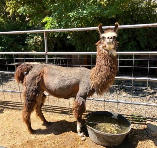 A llama stands beside a water trough in a fenced area, surrounded by greenery. Its fur is partially shorn.