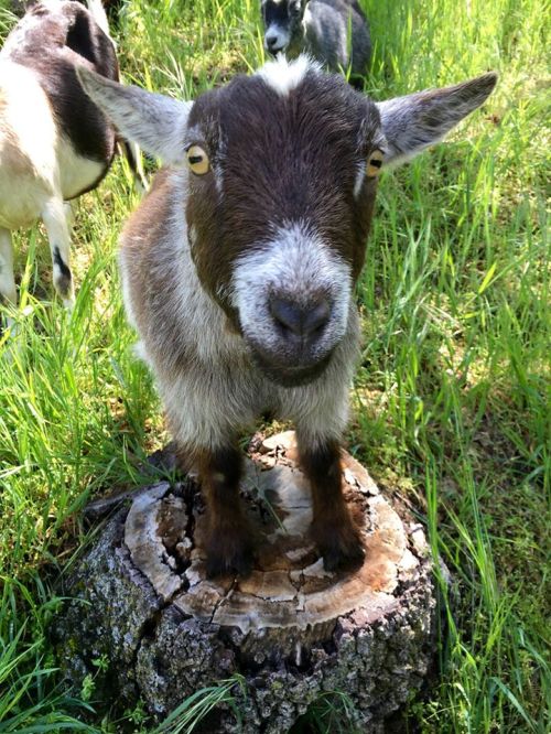 A goat stands on a tree stump in a grassy field, looking curiously at the camera.