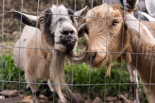 Two goats with distinctive features are playfully interacting through a wire fence, surrounded by green grass.