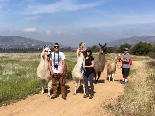 Two people hold leashes of llamas on a dirt path, with a man in the background. Scenic hills are visible.