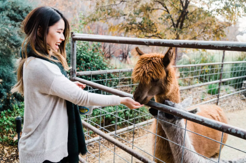 A woman smiles while feeding an alpaca through a fence at a farm.