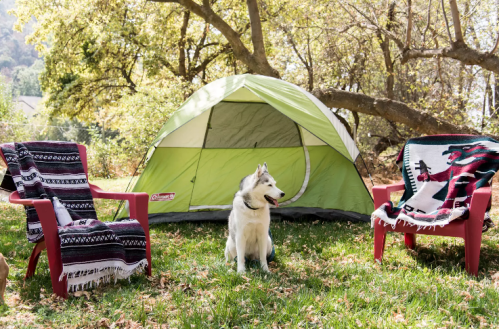 A dog sits in front of a green tent, with two red chairs and blankets nearby, surrounded by trees and grass.