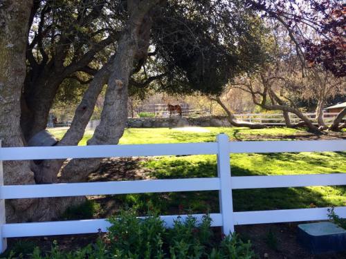 A peaceful scene of a green pasture with trees and a white fence, featuring a horse in the background.