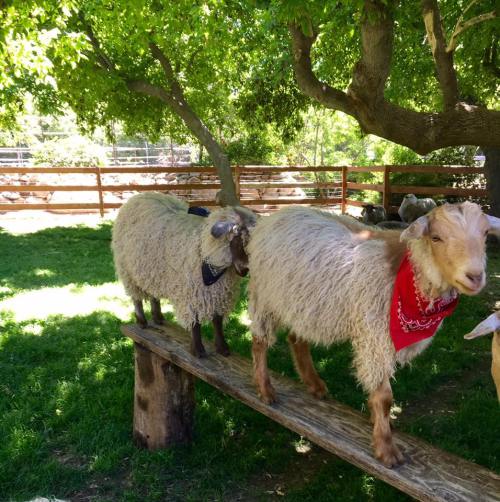 Two goats standing on a wooden beam in a sunny, green yard, one wearing a red bandana.