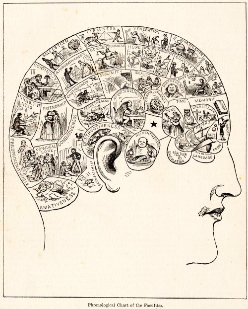 Illustration of a phrenological chart depicting various mental faculties and traits within a human head silhouette.