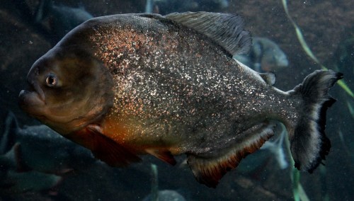 A close-up of a piranha swimming in an aquarium, showcasing its shiny scales and distinctive shape.