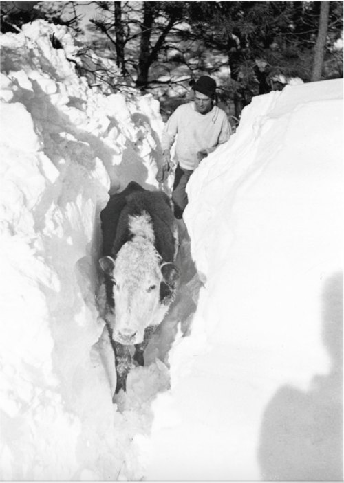 A man walks alongside a cow in a snow-covered path, surrounded by tall snowdrifts.