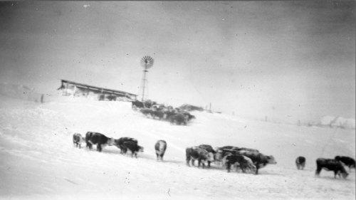 A snowy landscape with a herd of cattle grazing near a barn and a windmill in the background.