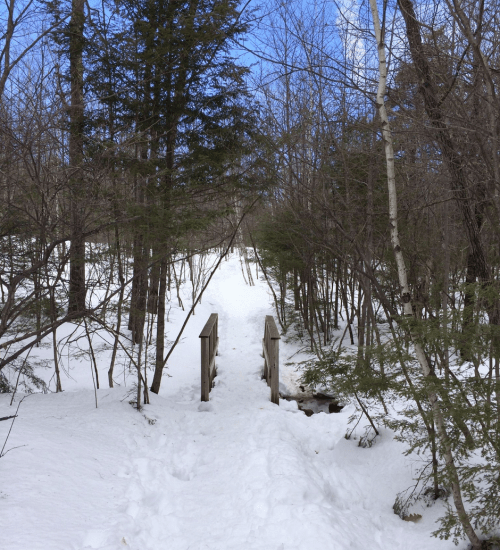 A snowy path leads to a wooden bridge surrounded by bare trees and evergreens under a clear blue sky.