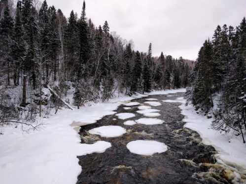 A snowy river scene with circular ice formations and dense evergreen trees lining the banks under a cloudy sky.