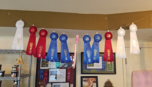 A display of award ribbons in red, blue, and white hanging on a string, with framed photos and jars in the background.