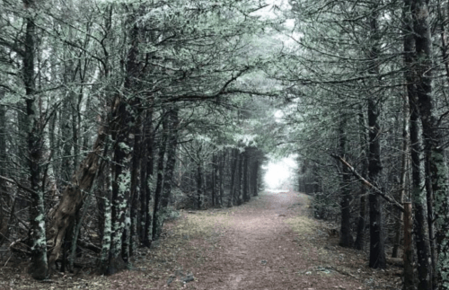 A misty forest path lined with trees, leading to a bright light in the distance.