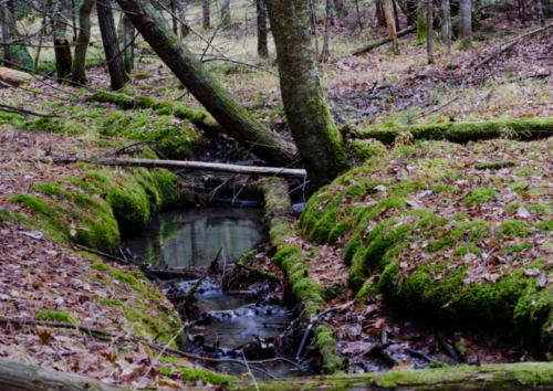 A serene forest scene with a small stream flowing through moss-covered ground and fallen trees.