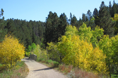 A winding gravel path through vibrant autumn trees with green and yellow leaves, surrounded by tall pine trees.